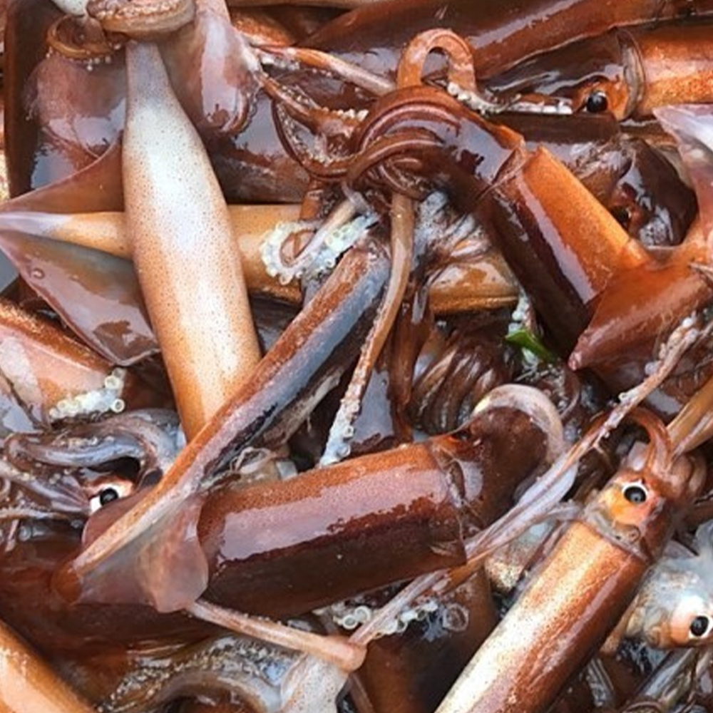 초콜릿색 쫄깃하고 탱글탱글한 생물 초코오징어 1kg 3-5미