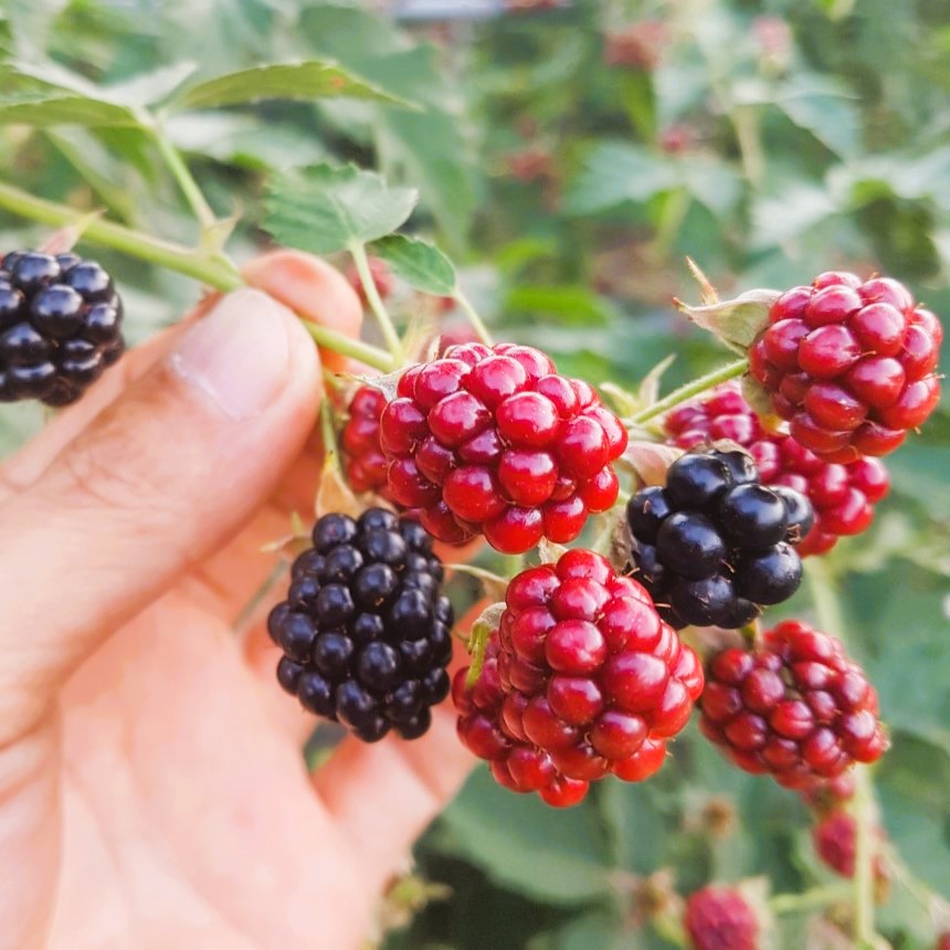 정읍 복분자 블랙베리 슈퍼복분자 급냉 1kg