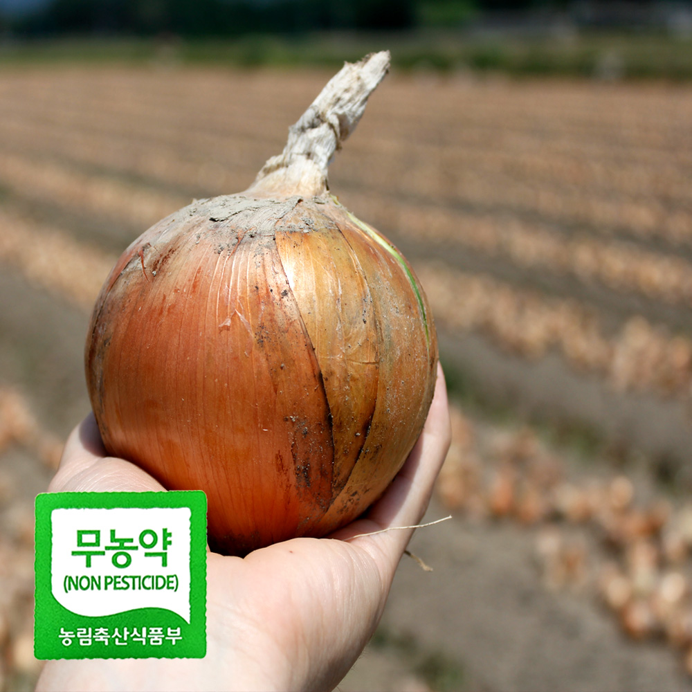 친환경 양파 중 2kg 3kg 5kg 국내산 햇 양파 아삭 달큰 무농약