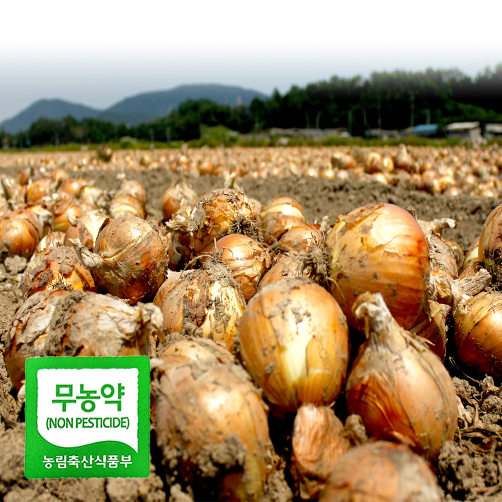 친환경 양파 중 2kg 3kg 5kg 국내산 햇 양파 아삭 달큰 무농약