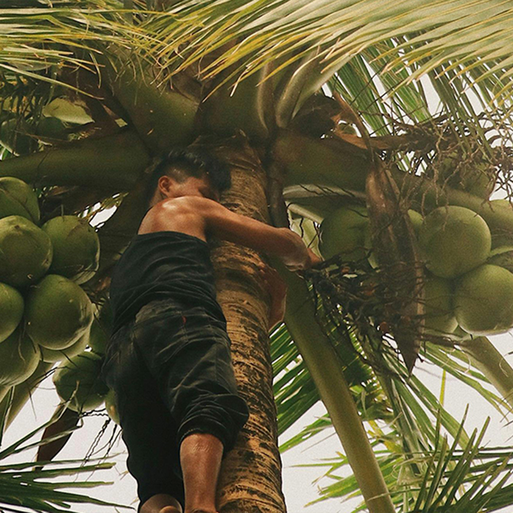 코문 유기농 천연 코코넛워터 100% 500ml
