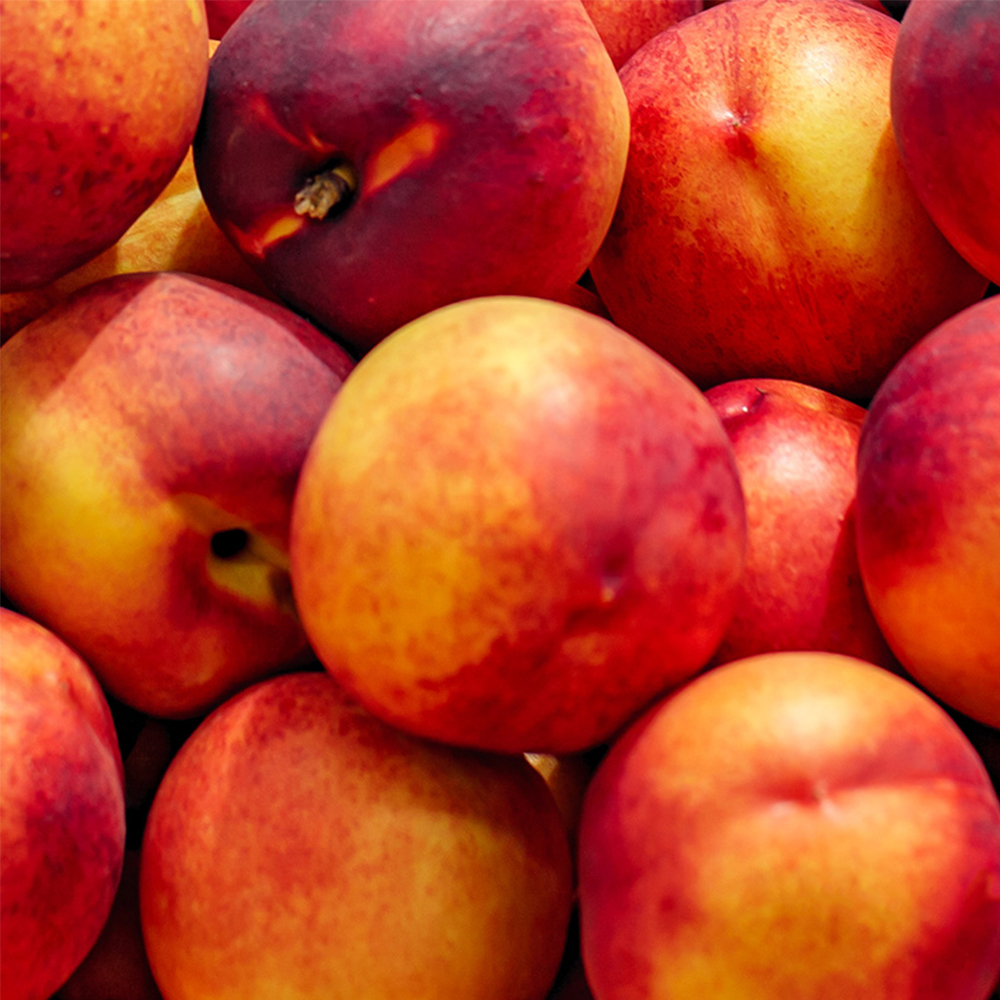 달콤 상큼한 천도복숭아 (중과/중대과/대과) (1kg~3kg) [D]