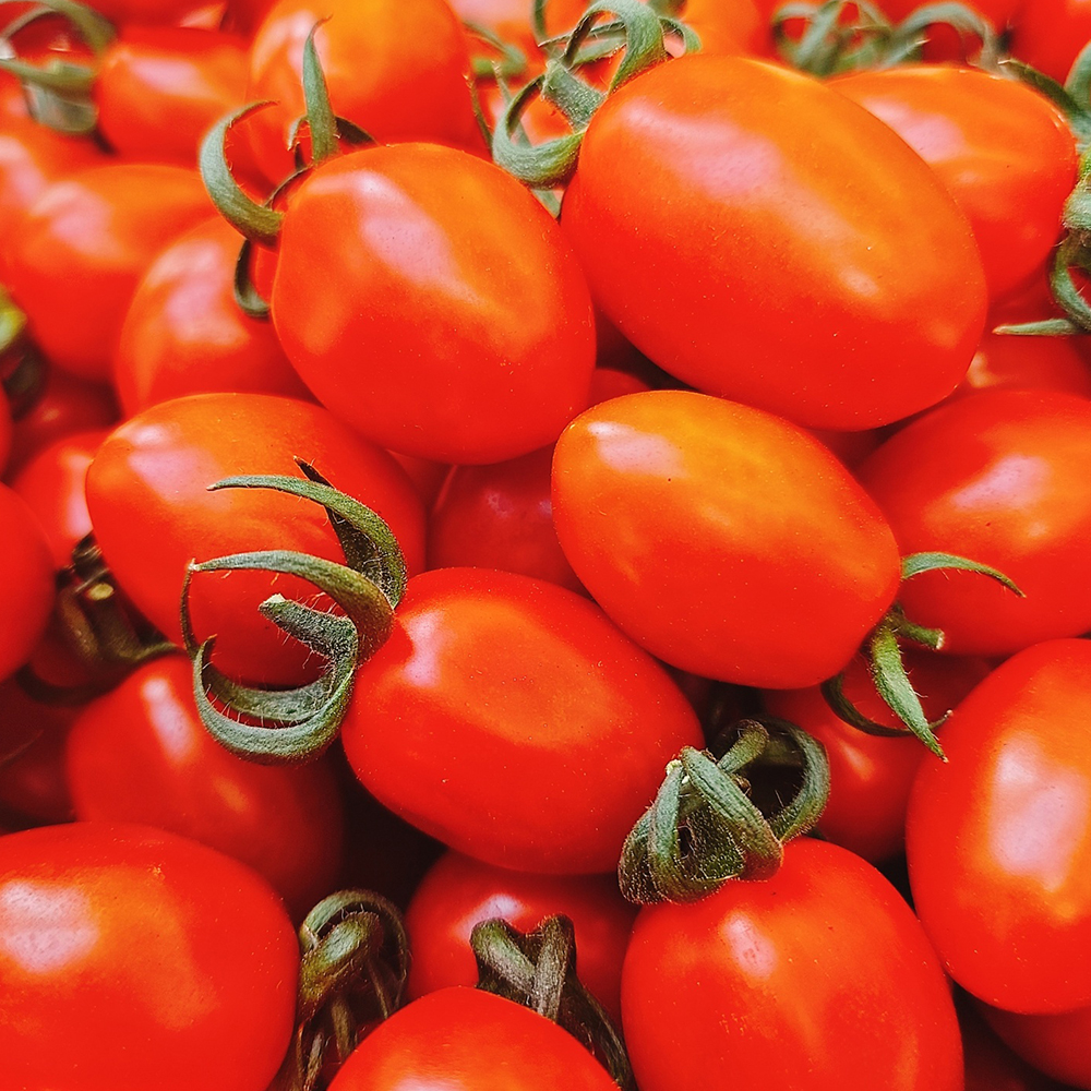 [통통농장] 국내산 스테비아 방울토마토 (팩포장)