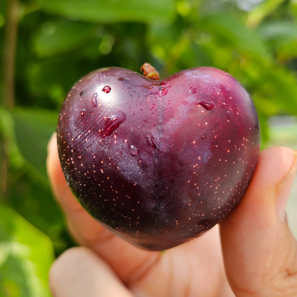 [이색과일] 경남 거창 체리자두