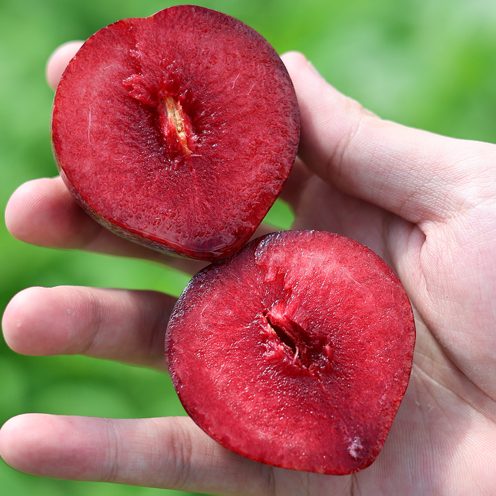 새콤달콤 경북 영천 피자두 혼합과