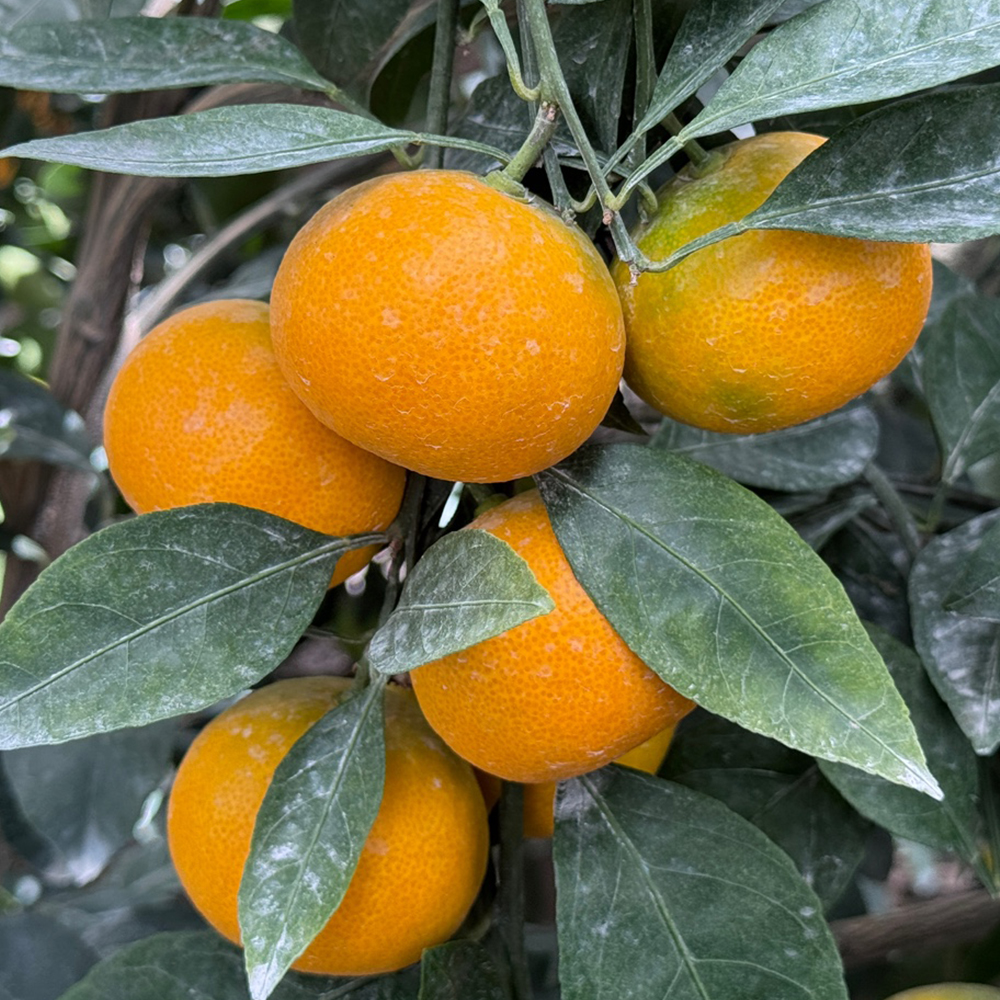 새콤달콤한 제주 하우스 감귤