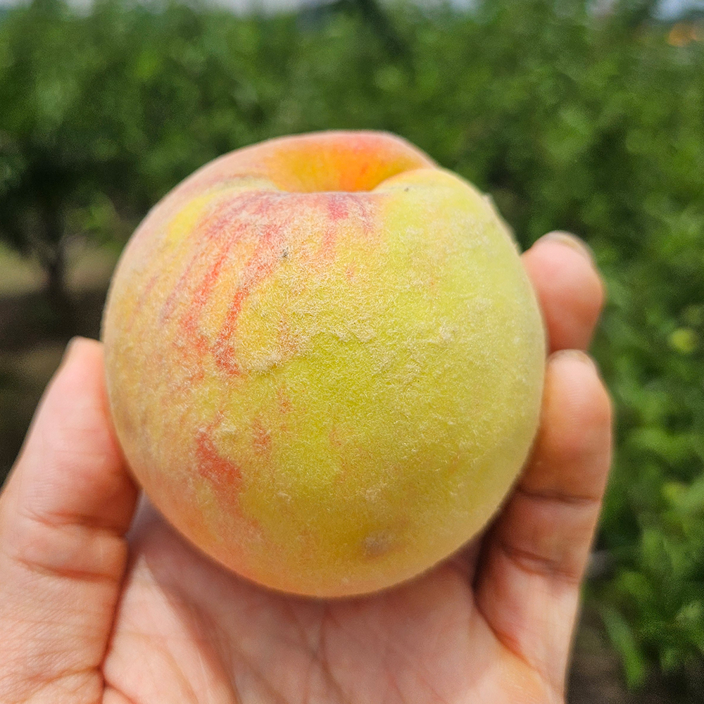 국내산 백도 딱딱이 복숭아