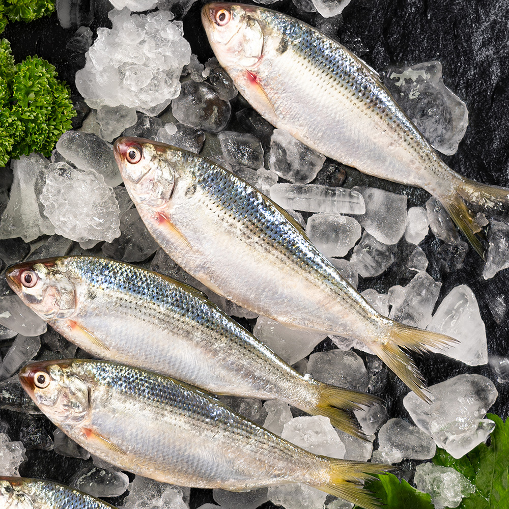 통영 횟감용 손질전어 전어회 600g (손질후 실중량 300g)