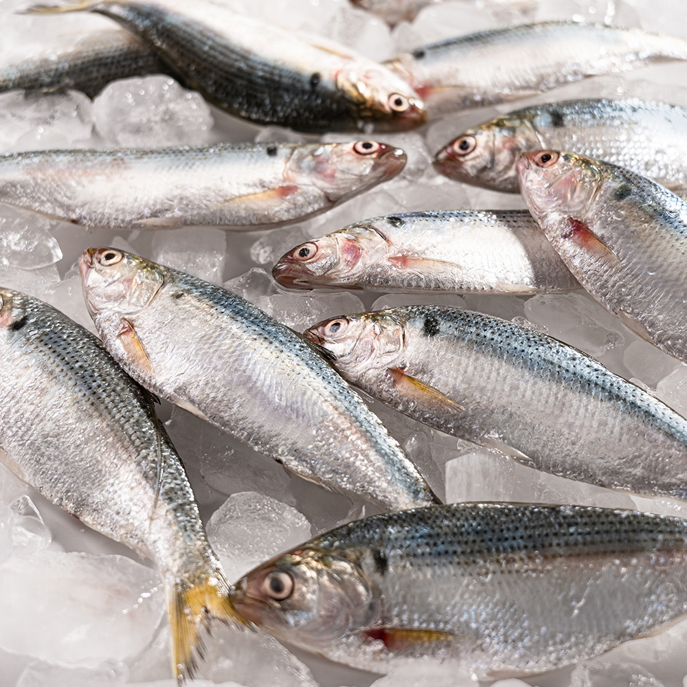 통영 횟감용 손질전어 전어회 600g (손질후 실중량 300g)