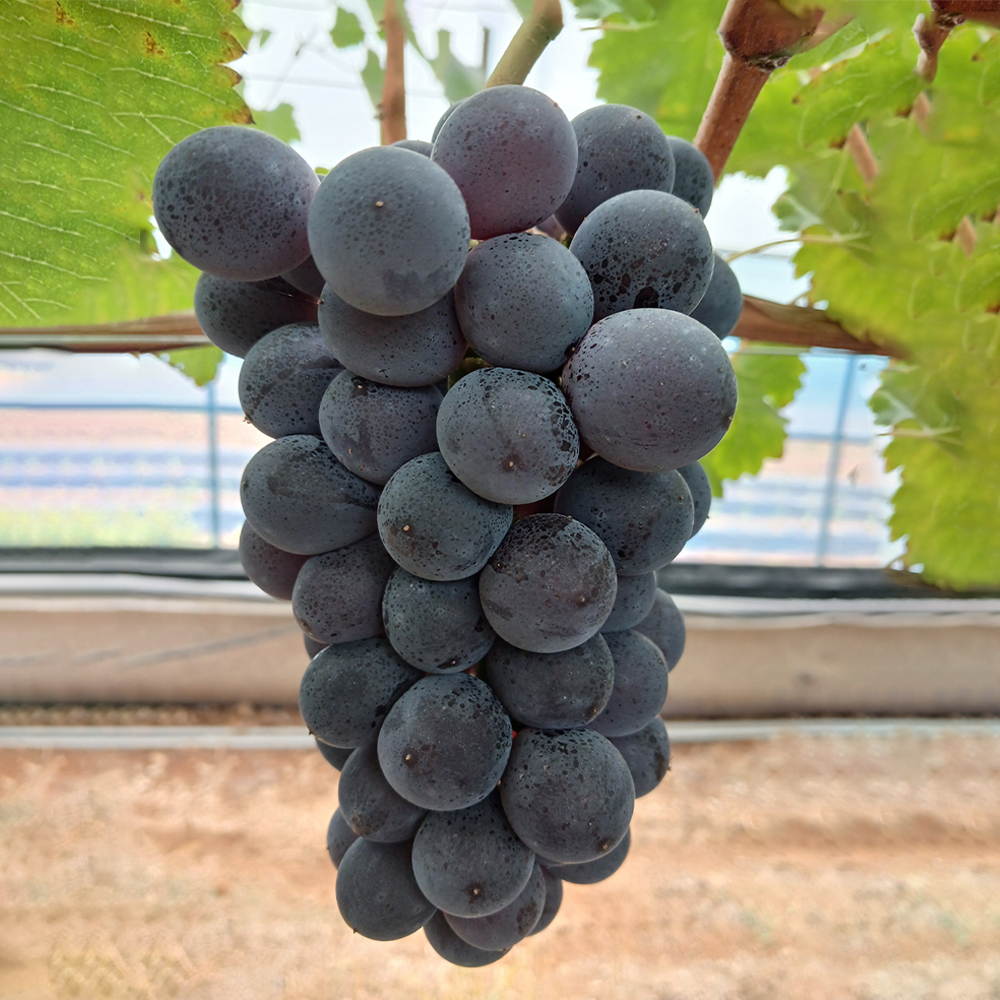 [당도보장] 고당도 거봉 포도 탱글 거봉 1kg 2kg