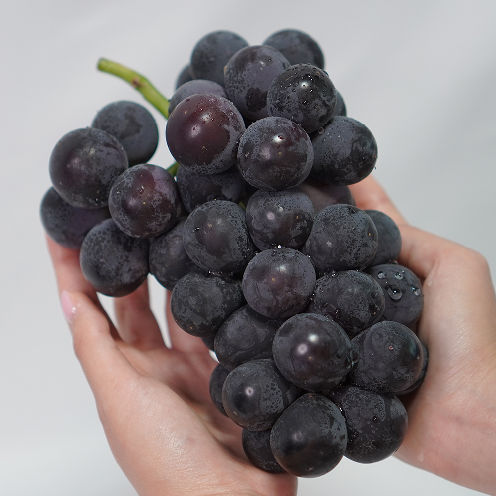 [당도보장] 고당도 거봉 포도 탱글 거봉 1kg 2kg