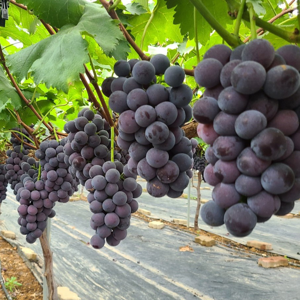 [당도보장] 고당도 거봉 포도 탱글 거봉 1kg 2kg