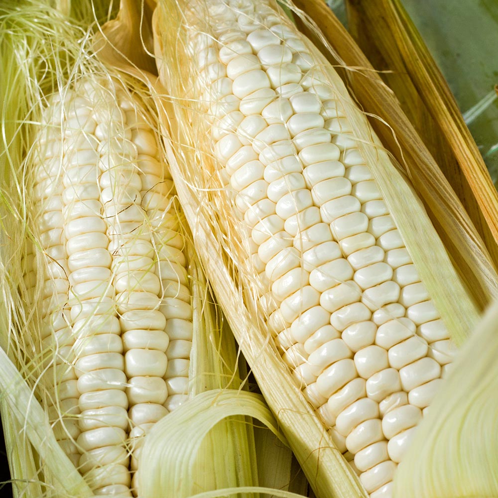GAP 인증 국내산 미백 찰옥수수 특품 14cm 이상 5-25개입