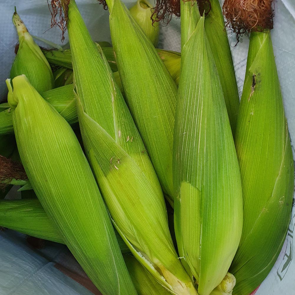 GAP 인증 국내산 미백 찰옥수수 특품 14cm 이상 5-25개입