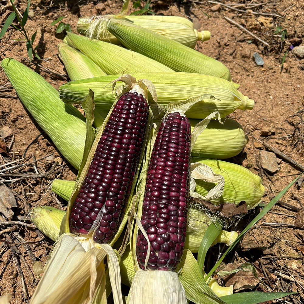국내산 흑 찰옥수수 상품 10개입 20개입