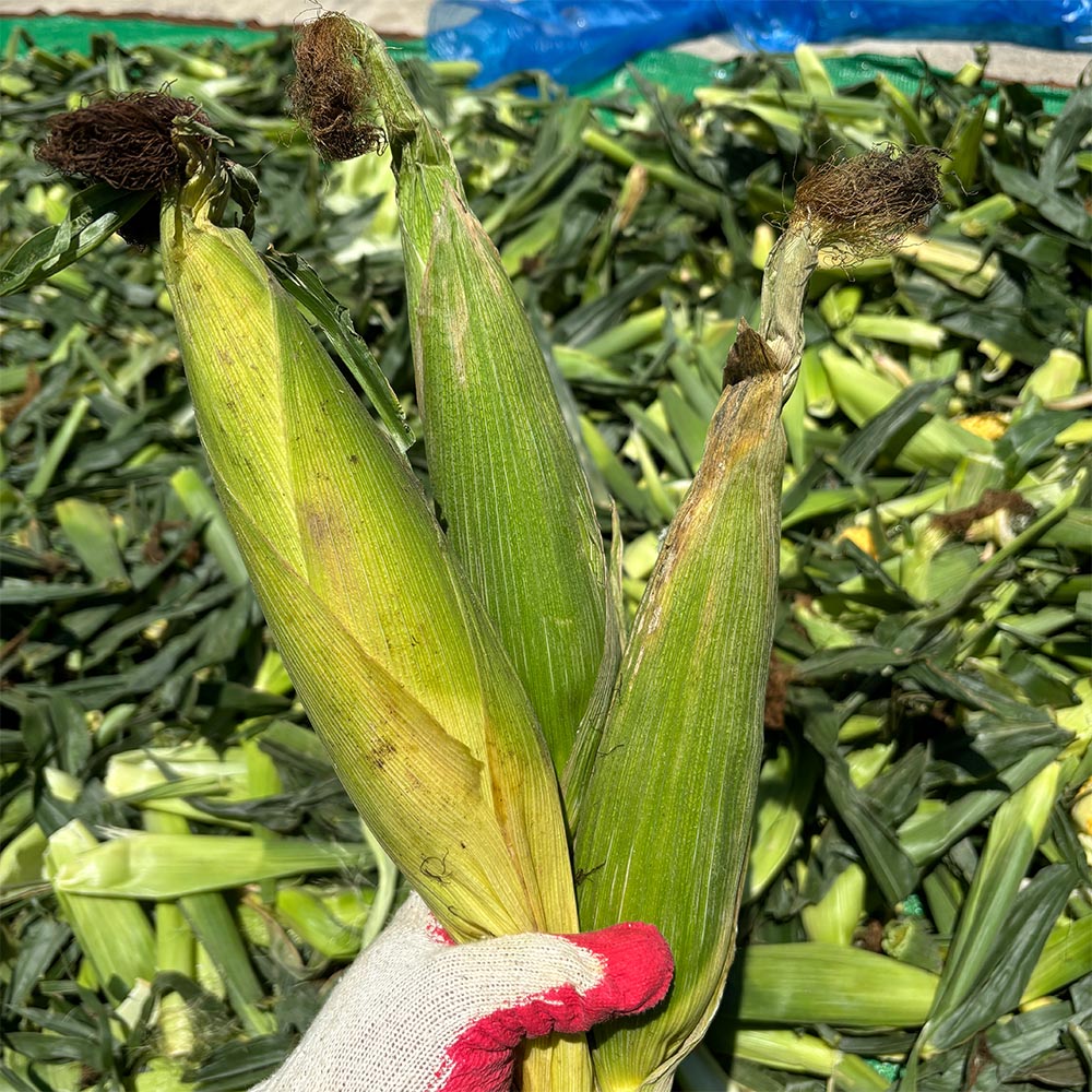 국내산 흑 찰옥수수 상품 10개입 20개입