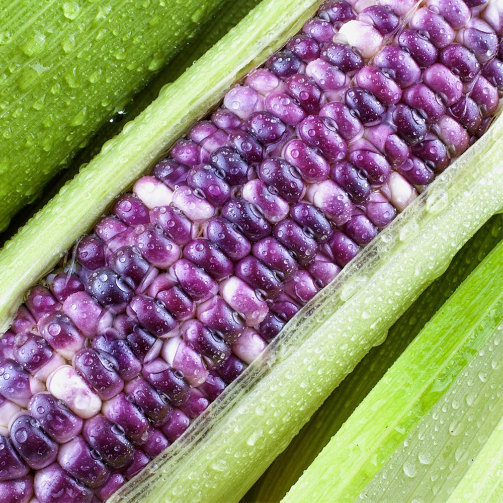 국내산 흑 찰옥수수 상품 10개입 20개입