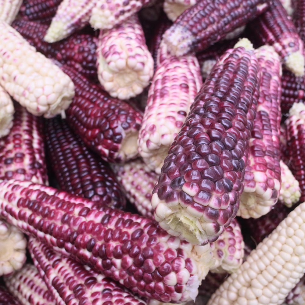 국내산 흑 찰옥수수 상품 10개입 20개입