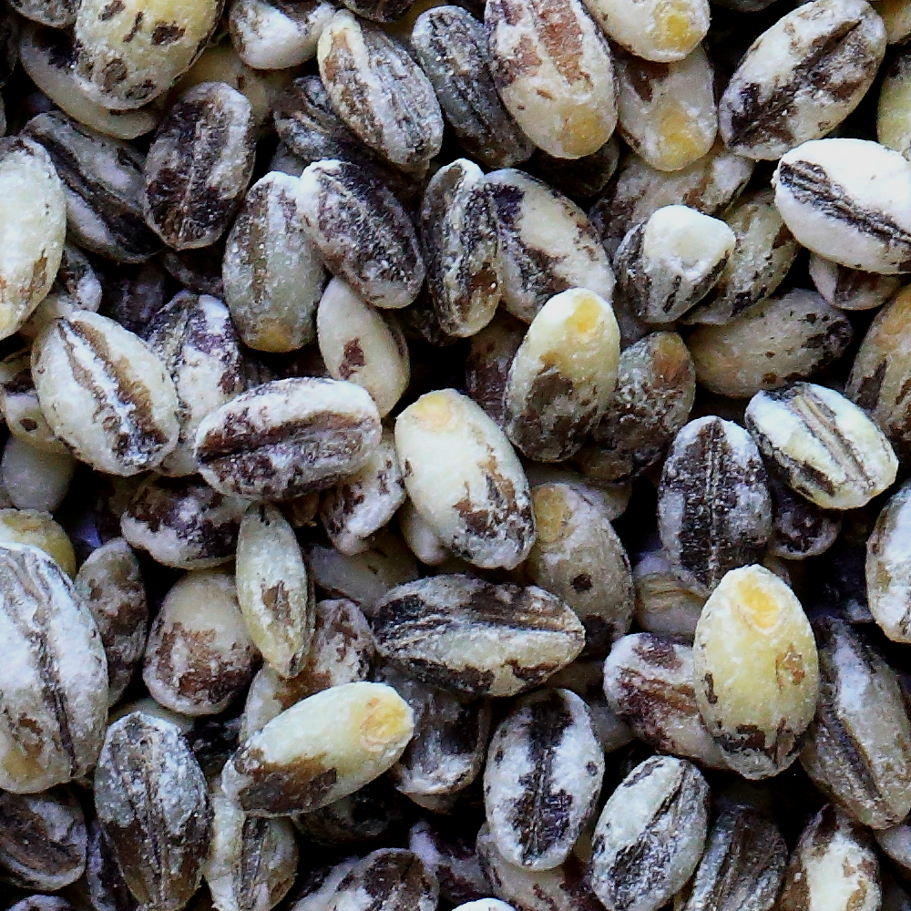 늘해찬 국내산 블랙보리 진액 블랙 보리차 진한 원액 엑기스 농축액 500g