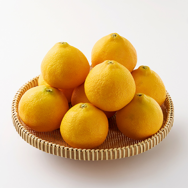 이제주 과즙가득 황금향 1.5kg 외 (실속형/선물용)