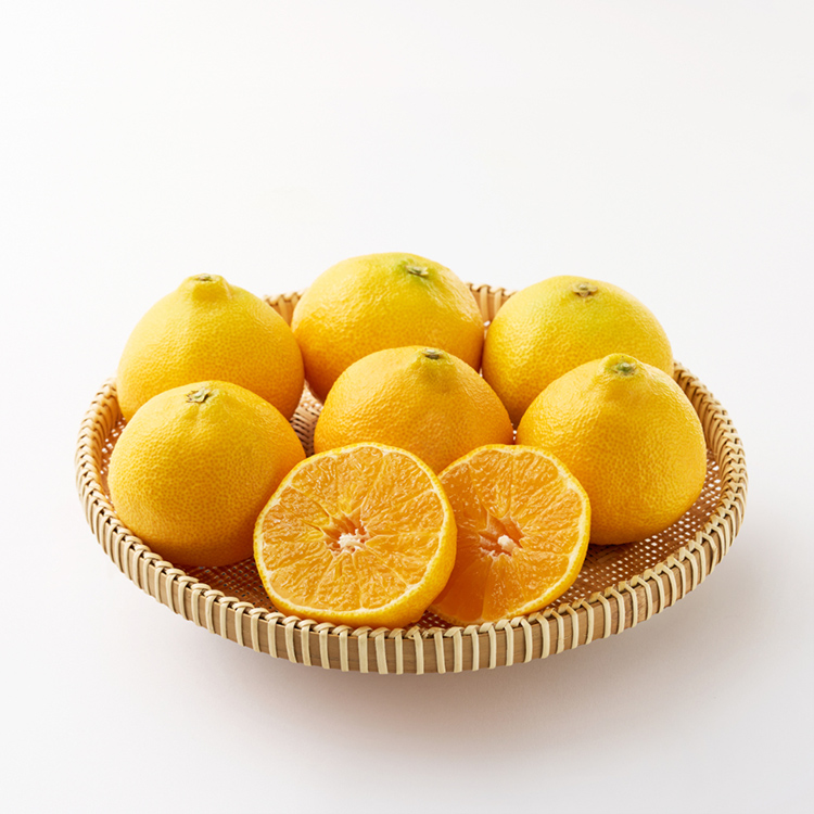 이제주 과즙가득 황금향 1.5kg 외 (실속형/선물용)