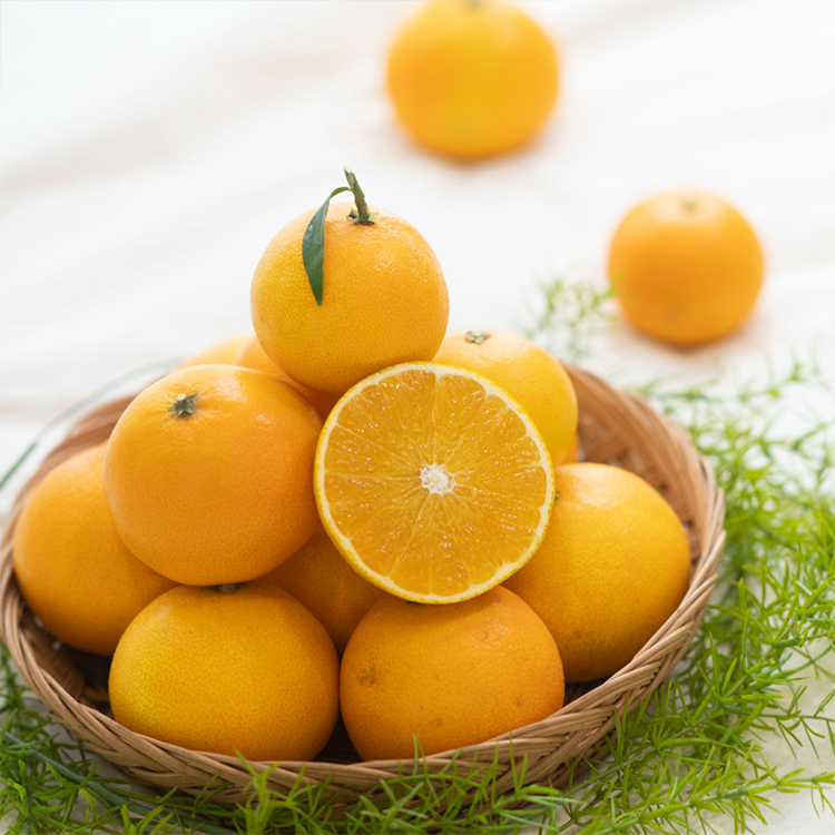 이제주 과즙가득 황금향 1.5kg 외 (실속형/선물용)