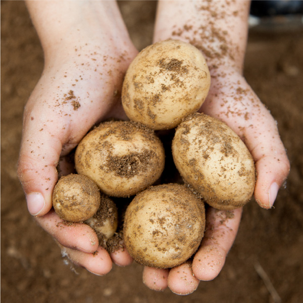 [산지직송] 경남 밀양 수미감자 중소과 [1kg-10kg]