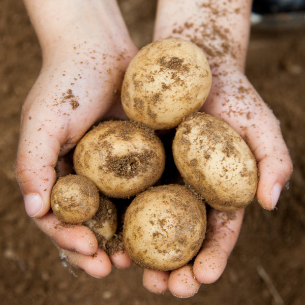 [산지직송] 경남 밀양 수미감자 중소과 [1kg-10kg]