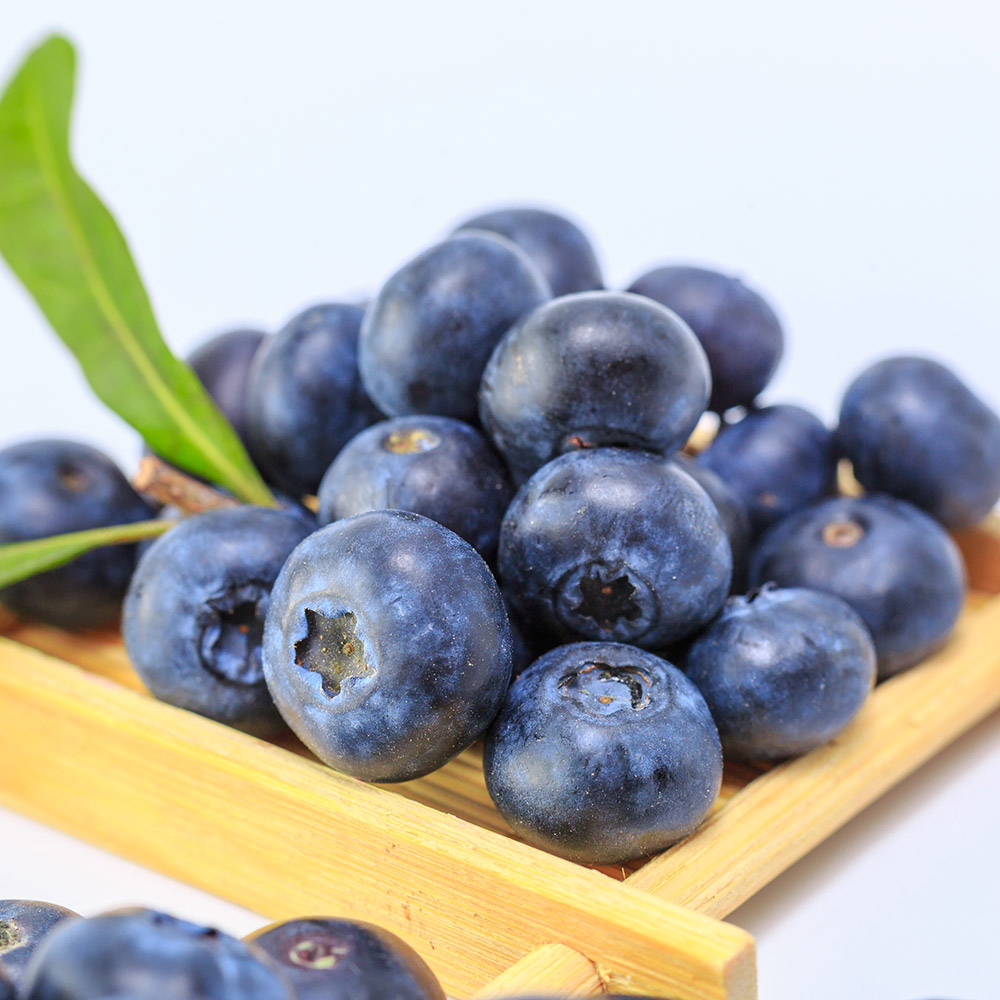 세계10대 슈퍼푸드 국내산 생 블루베리