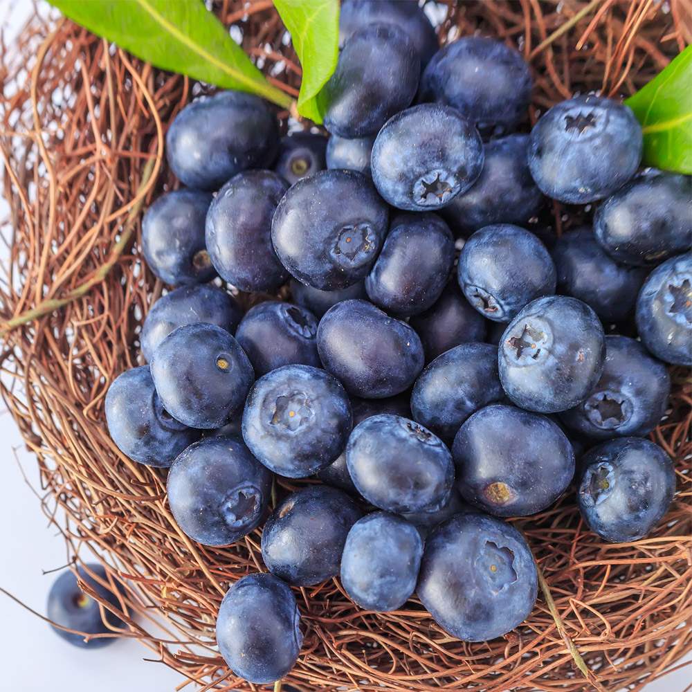 세계10대 슈퍼푸드 국내산 생 블루베리