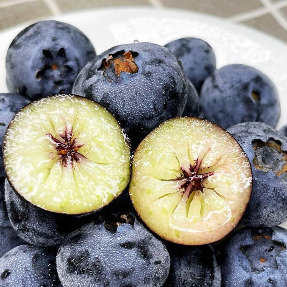 세계10대 슈퍼푸드 국내산 생 블루베리