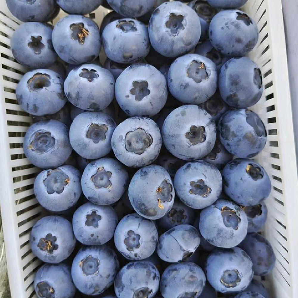 세계10대 슈퍼푸드 국내산 생 블루베리