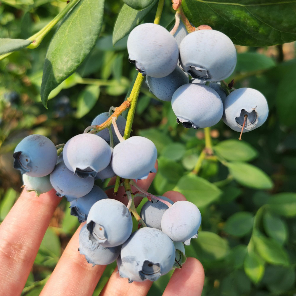 세계10대 슈퍼푸드 국내산 생 블루베리