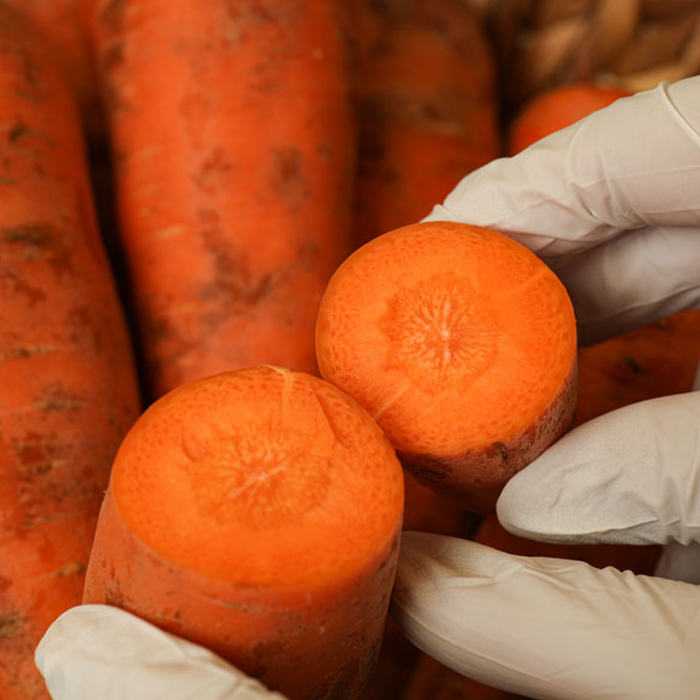 경남 하우스 갓 수확한 햇 당근 흙당근 3kg 5kg
