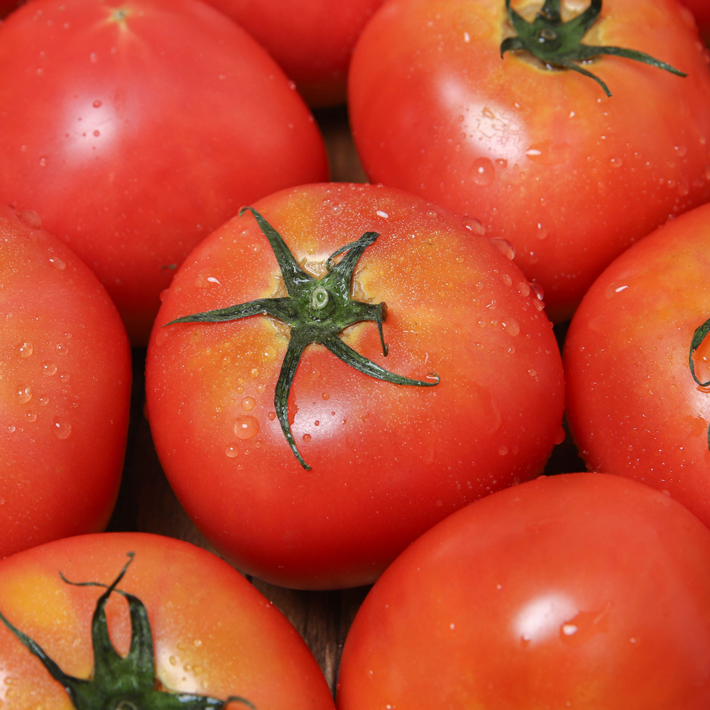 강원도 완숙 찰 토마토 5kg 5키로