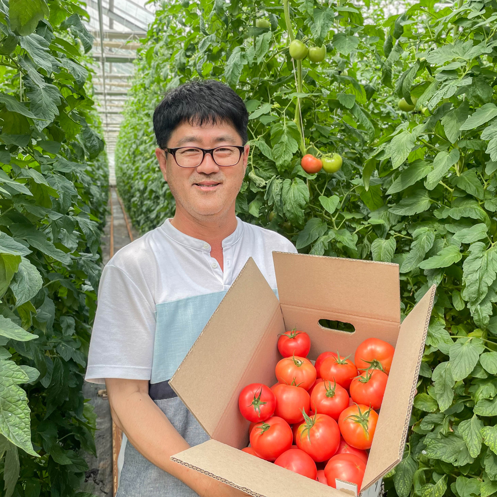 강원도 완숙 찰 토마토 5kg 5키로