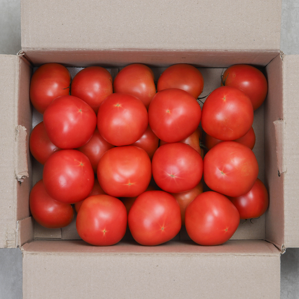 강원도 완숙 찰 토마토 5kg 5키로