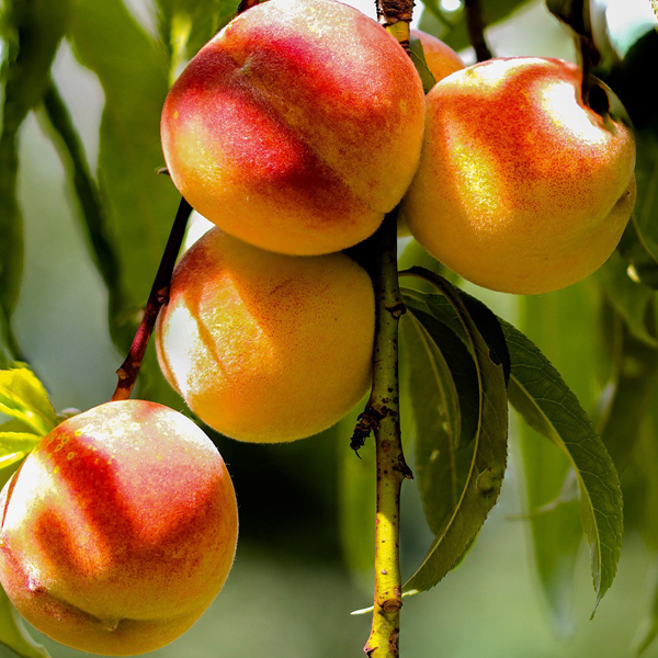 [하나농장] 황도복숭아 4kg(13~14과) 외 2종