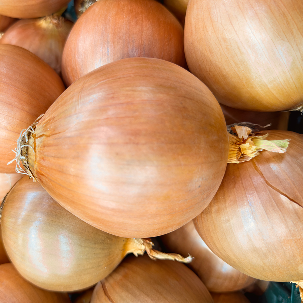 단단하고 아삭한 국내산 햇 양파 5kg