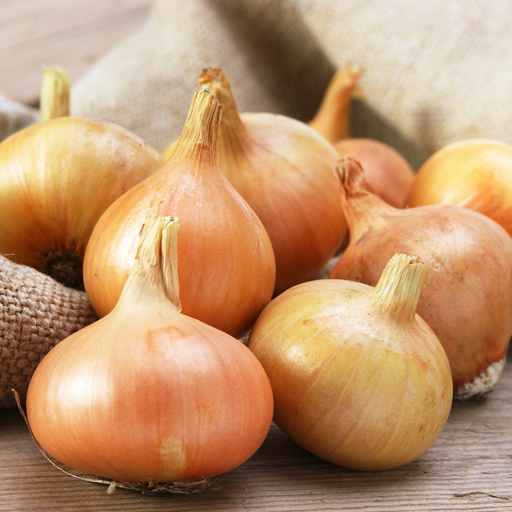 단단하고 아삭한 국내산 햇 양파 5kg
