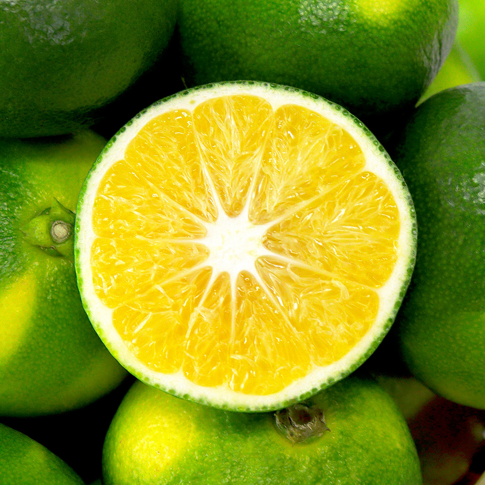 제주도 햇 청귤 풋귤 제철 수확시기 국내산 농장 산지 청귤청