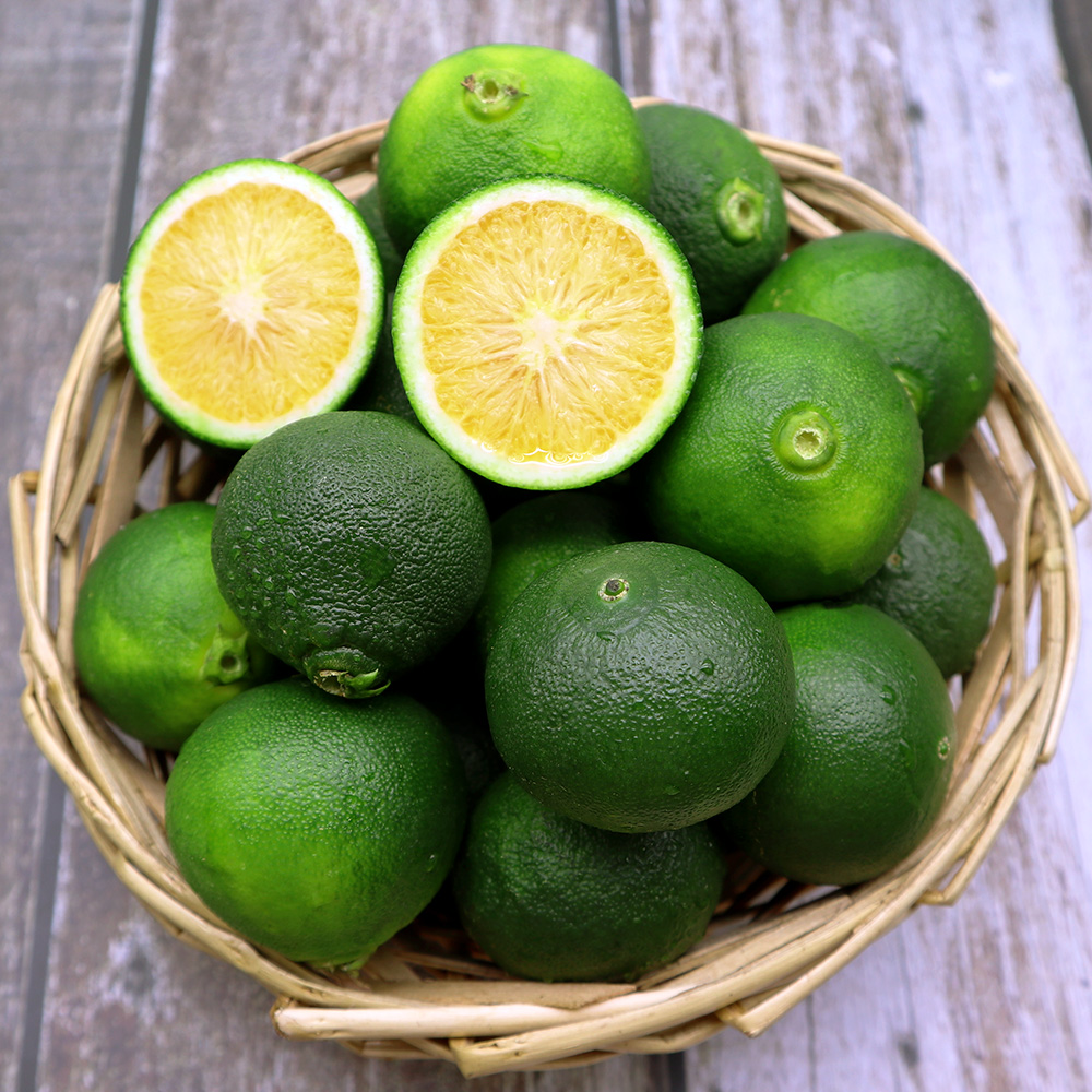 제주도 햇 청귤 풋귤 제철 수확시기 국내산 농장 산지 청귤청