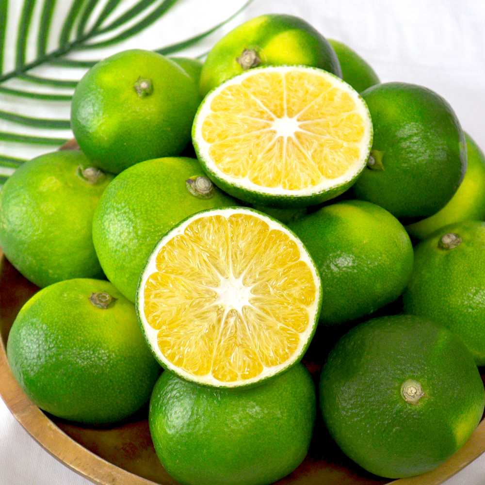 제주도 햇 청귤 풋귤 제철 수확시기 국내산 농장 산지 청귤청