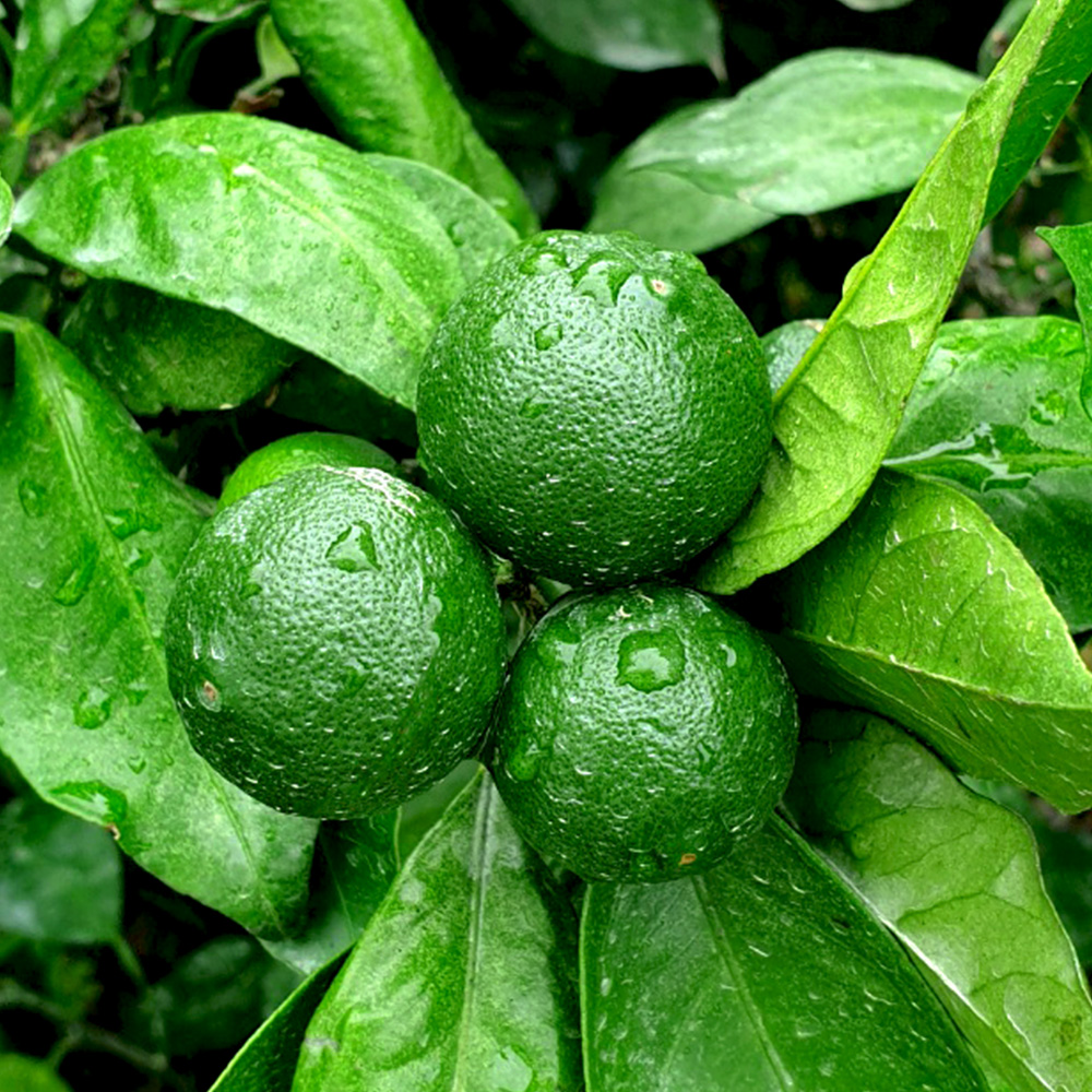 제주도 햇 청귤 풋귤 제철 수확시기 국내산 농장 산지 청귤청