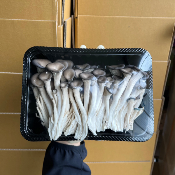 GAP 무농약  G마크 느타리버섯 무료배송