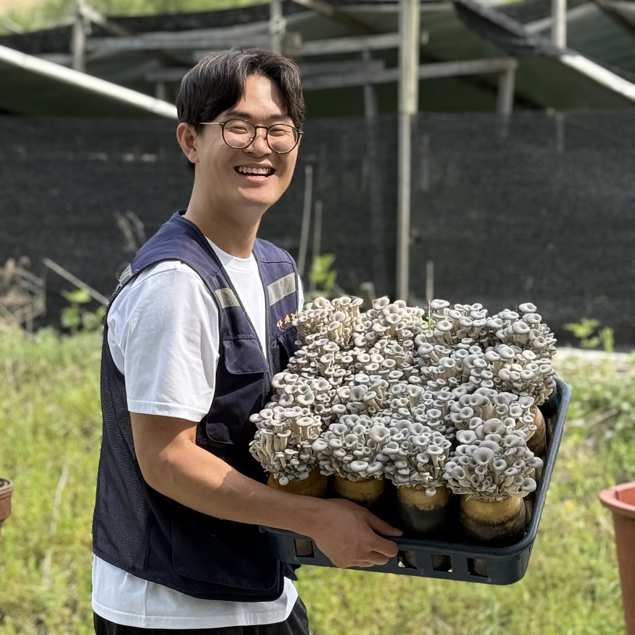 GAP 무농약  G마크 느타리버섯 무료배송