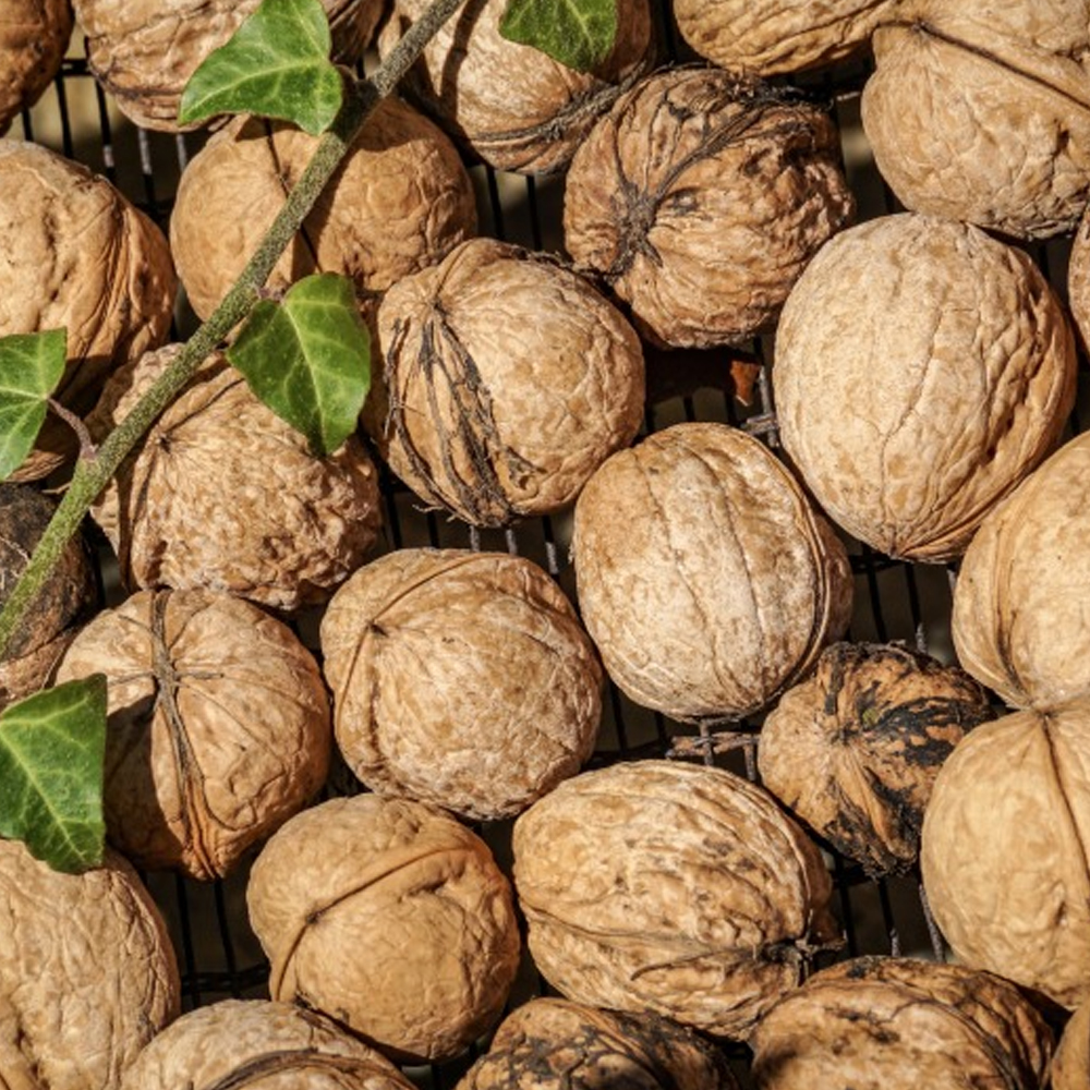 [GAP인증] 경북 예천 견과류(호두/땅콩/볶음땅콩) 대표이미지 섬네일