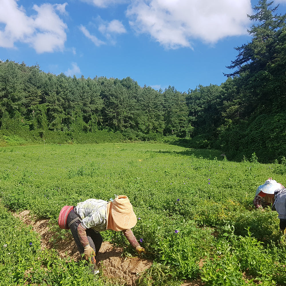 국산 도라지 정과 답례품 명절 상견례 선물 세트 250g