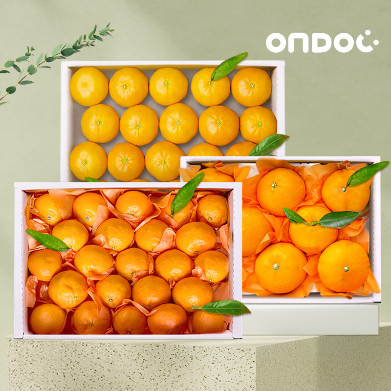 [온도씨]제주 만감류 선물세트 모음전 (한라봉/천혜향/레드향/감귤)