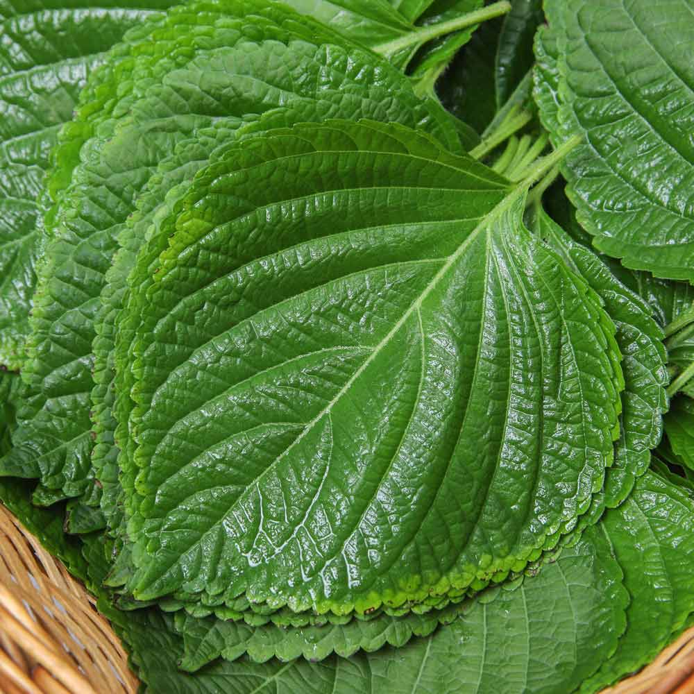 밀양 찹찹이 깻잎 500g 1kg